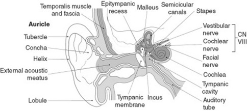 auditory meatus