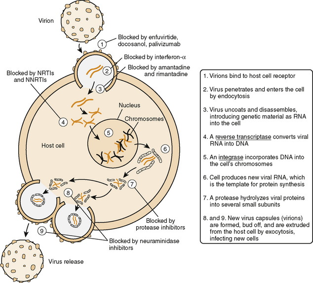 Other Anti-Infective Drugs | Basicmedical Key