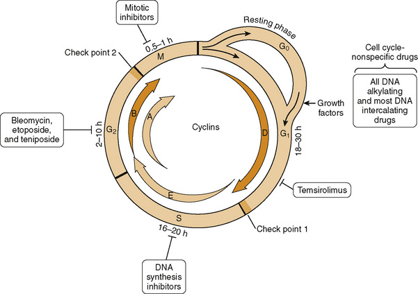 chemotherapeutic-drugs-basicmedical-key