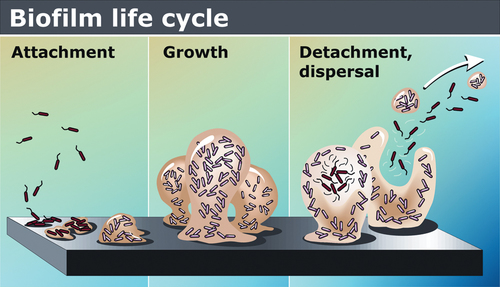 Surgical microbiology and antimicrobial therapy | Basicmedical Key