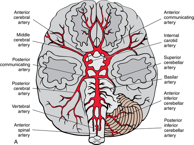 Артерии задних сегментов. Задняя мозговая артерия анатомия. Arteria Cerebri anterior на препарате. Задняя мозговая артерия (arteria Cerebri posterior. Передняя мозговая артерия анатомия.