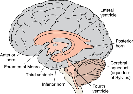 Neurosurgery of the brain and peripheral nerves | Basicmedical Key