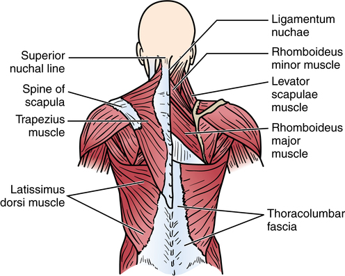 Rhomboid Major and Minor