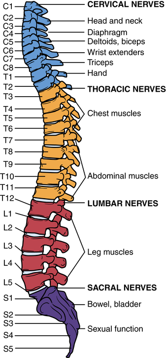 Spinal surgery | Basicmedical Key