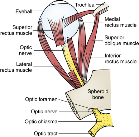 Ophthalmic surgery | Basicmedical Key