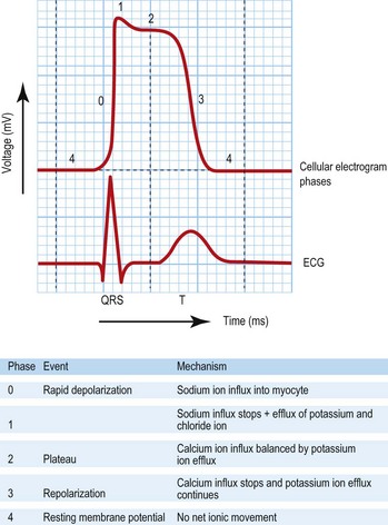 Cardiovascular disease | Basicmedical Key