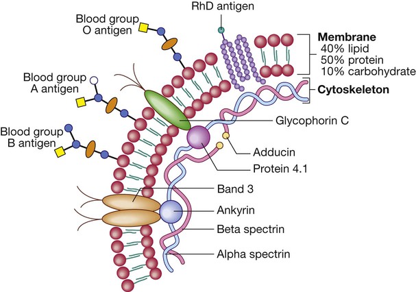 Red Blood Cell Membrane Structure