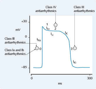 ventricular action potential