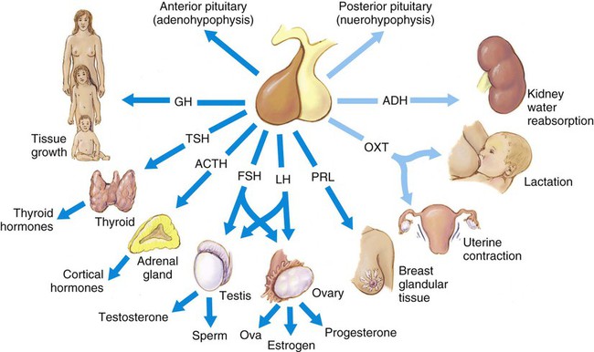 Diseases And Conditions Of The Endocrine System