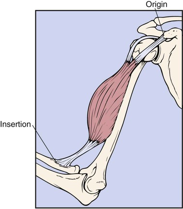 Diseases and Conditions of the Musculoskeletal System | Basicmedical Key