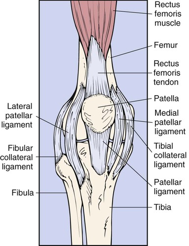 Diseases and Conditions of the Musculoskeletal System | Basicmedical Key