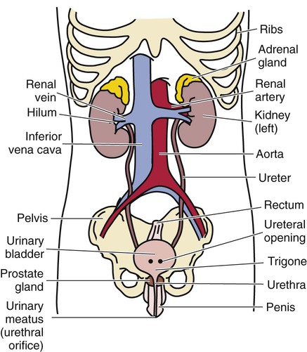 male urinary tube