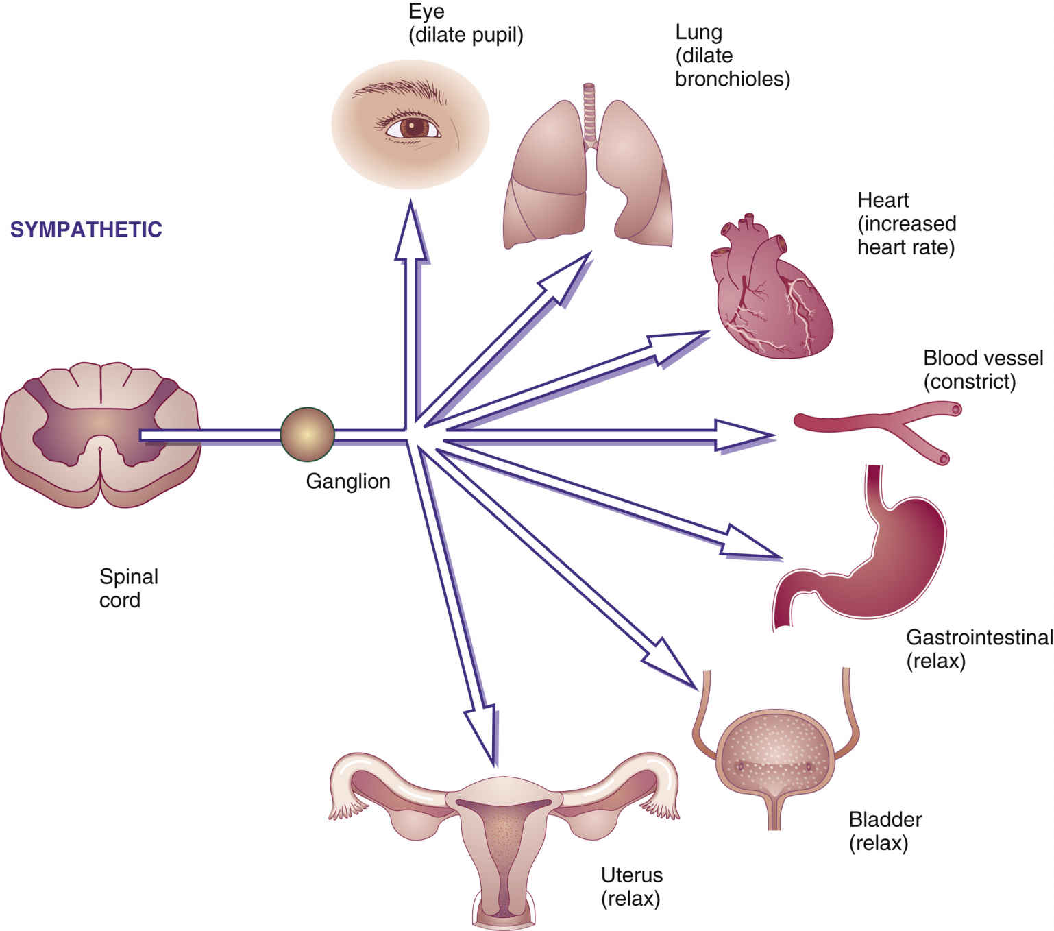 Which Are Types Of Adrenergic Receptors Quizlet