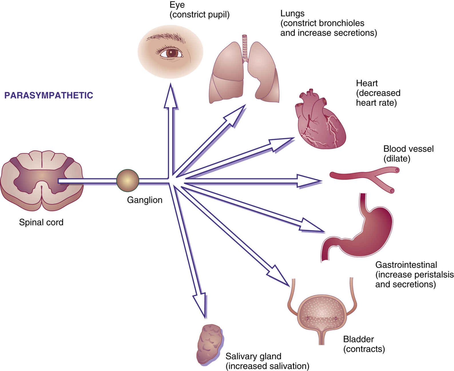 Cholinergic Agonists And Antagonists Basicmedical Key 2316