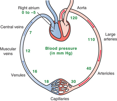 During systemic circulation blood leaves the
