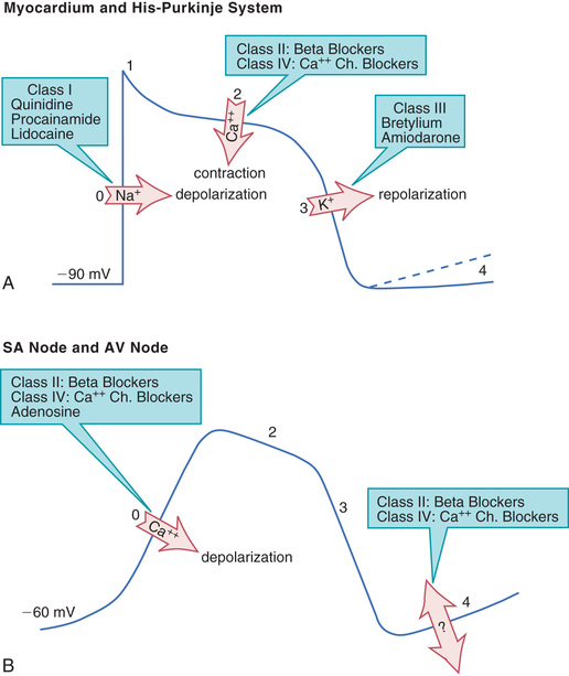 cardiac action potential drugs