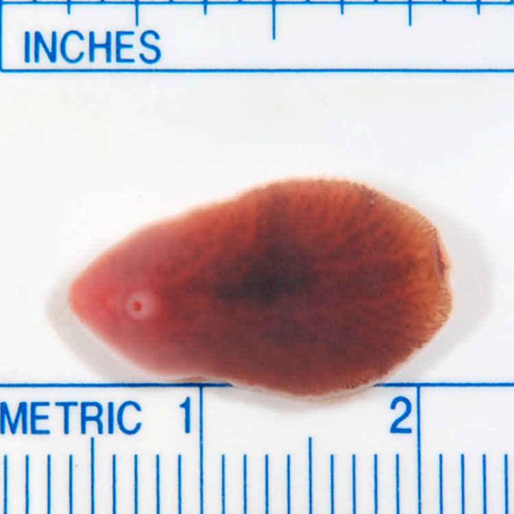 Liver Fluke Parasite