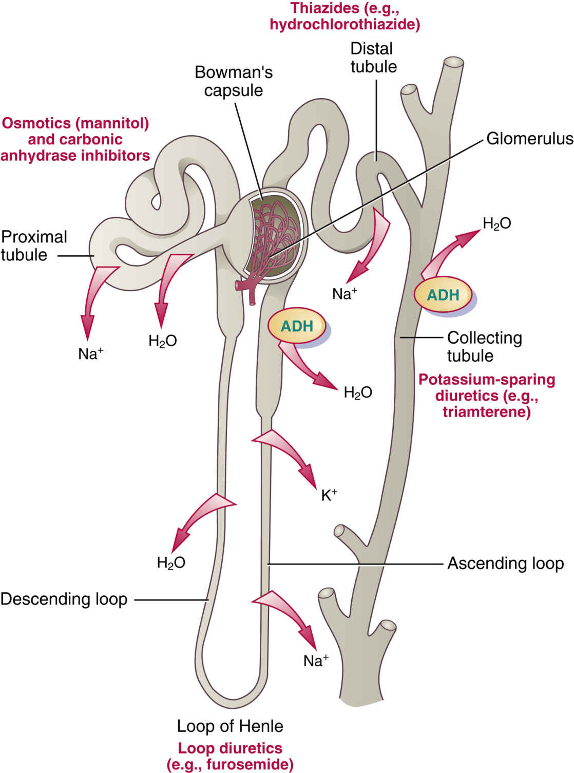 diuretics-basicmedical-key