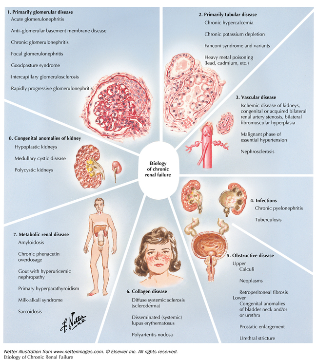 Radiology | Basicmedical Key