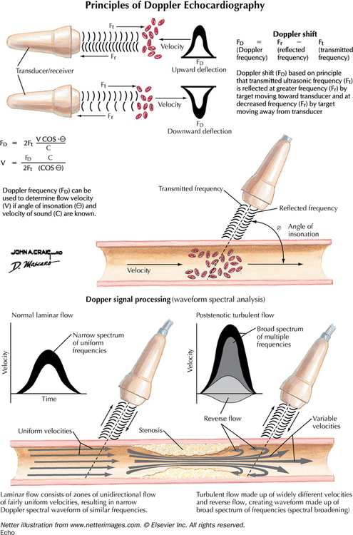 Cardiovascular System | Basicmedical Key