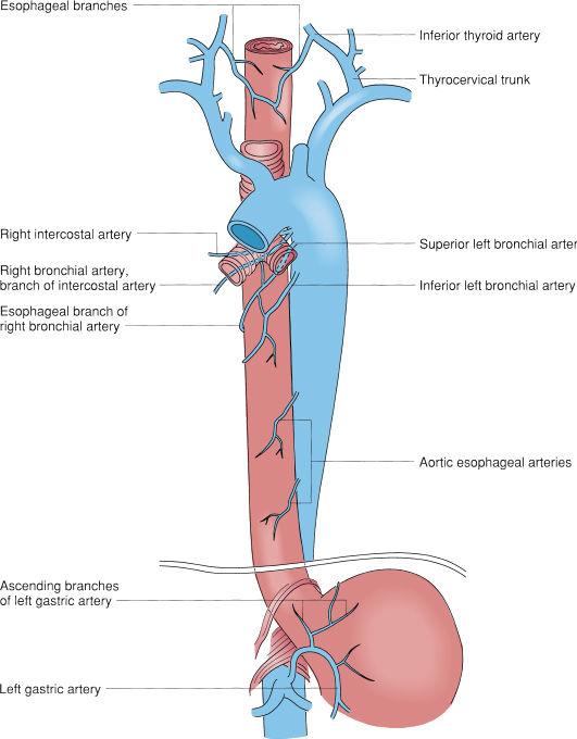 Esophageal Anatomy And Physiology And Gastroesophageal Reflux Disease ...