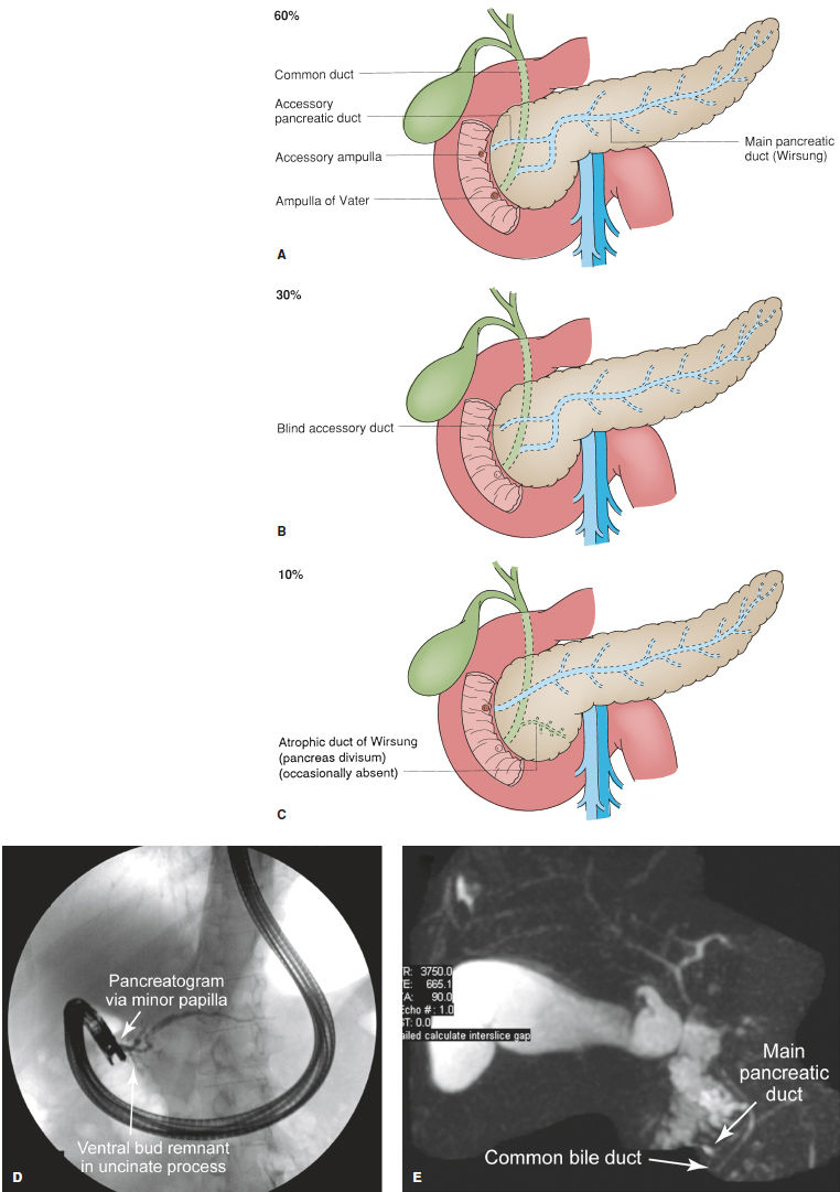 Pancreas Anatomy And Physiology | Basicmedical Key