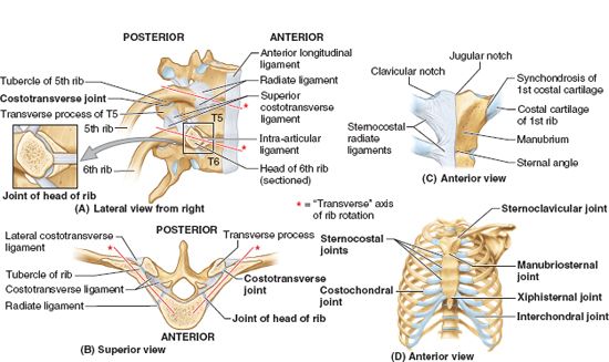 Anatomy Of The Thorax Thoracic Key