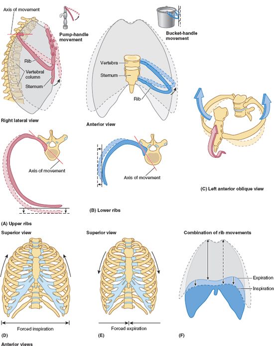 Thorax | Basicmedical Key