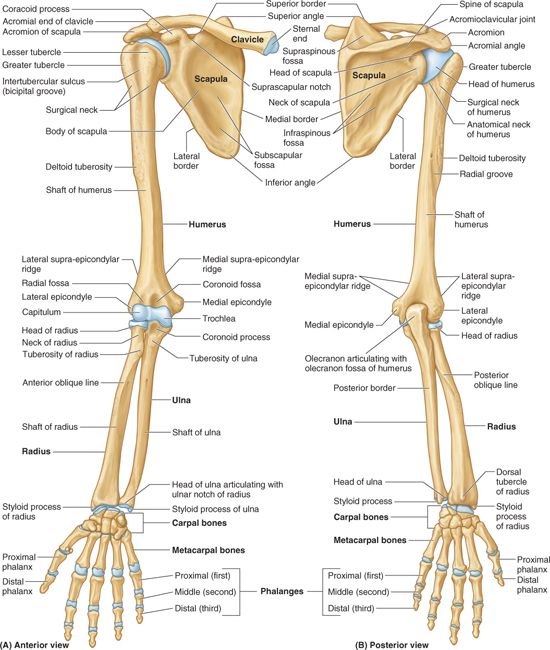 The Upper Limb Upper Limb Anatomy Anatomy Bones Human Bones Anatomy ...