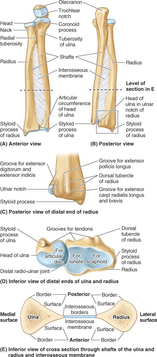 Upper Limb | Basicmedical Key