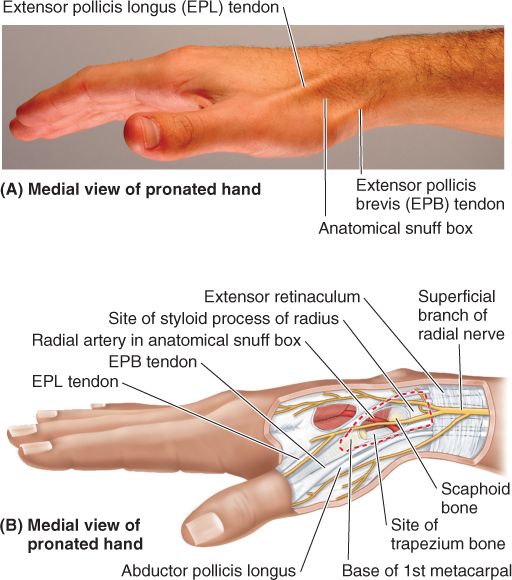 Upper Limb | Basicmedical Key