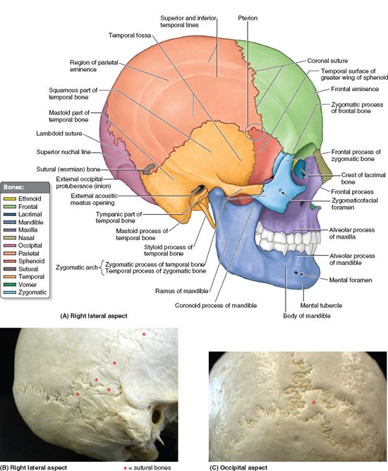 Head | Basicmedical Key