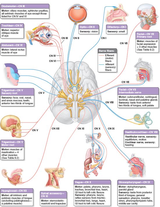 Summary Of Cranial Nerves | Basicmedical Key