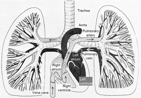 Lungs And Breathing | Basicmedical Key