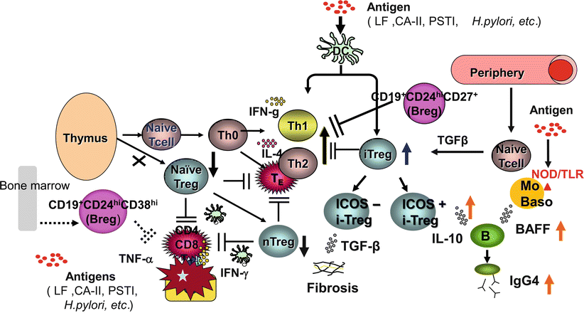 Pathophysiology Of Autoimmune Pancreatitis | Basicmedical Key