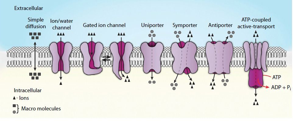 7 Biological Membranes And Membrane Transport | Basicmedical Key