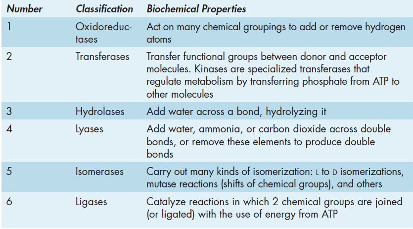 9 Enzymes and Enzyme Kinetics | Basicmedical Key