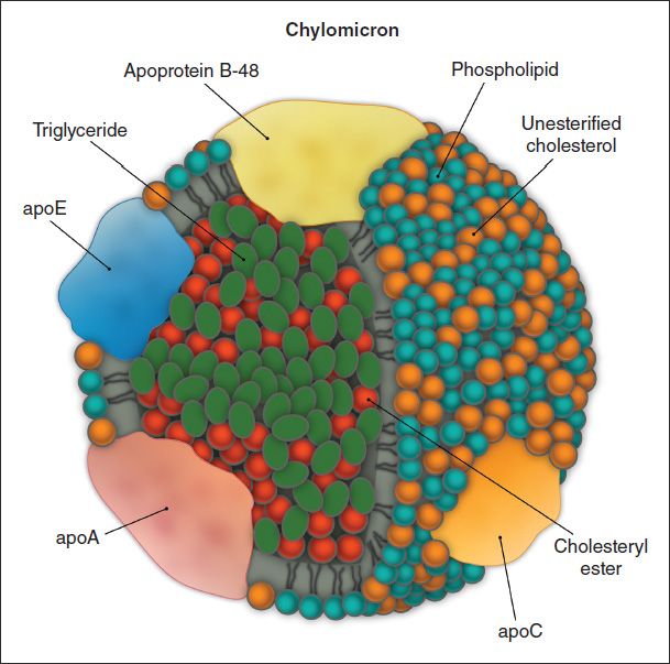 28 Lipids: Lipoproteins | Basicmedical Key