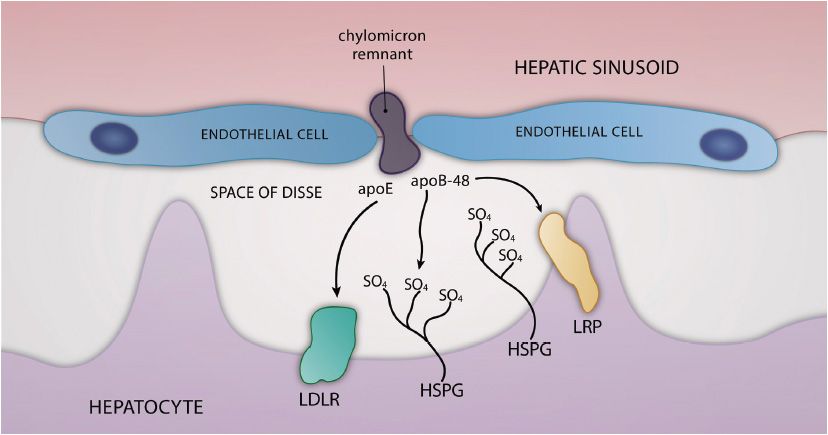 28 Lipids: Lipoproteins | Basicmedical Key