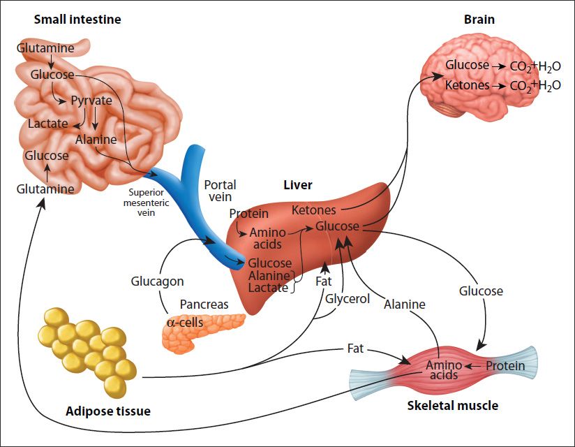 34 Nitrogen: Metabolic Integration | Basicmedical Key