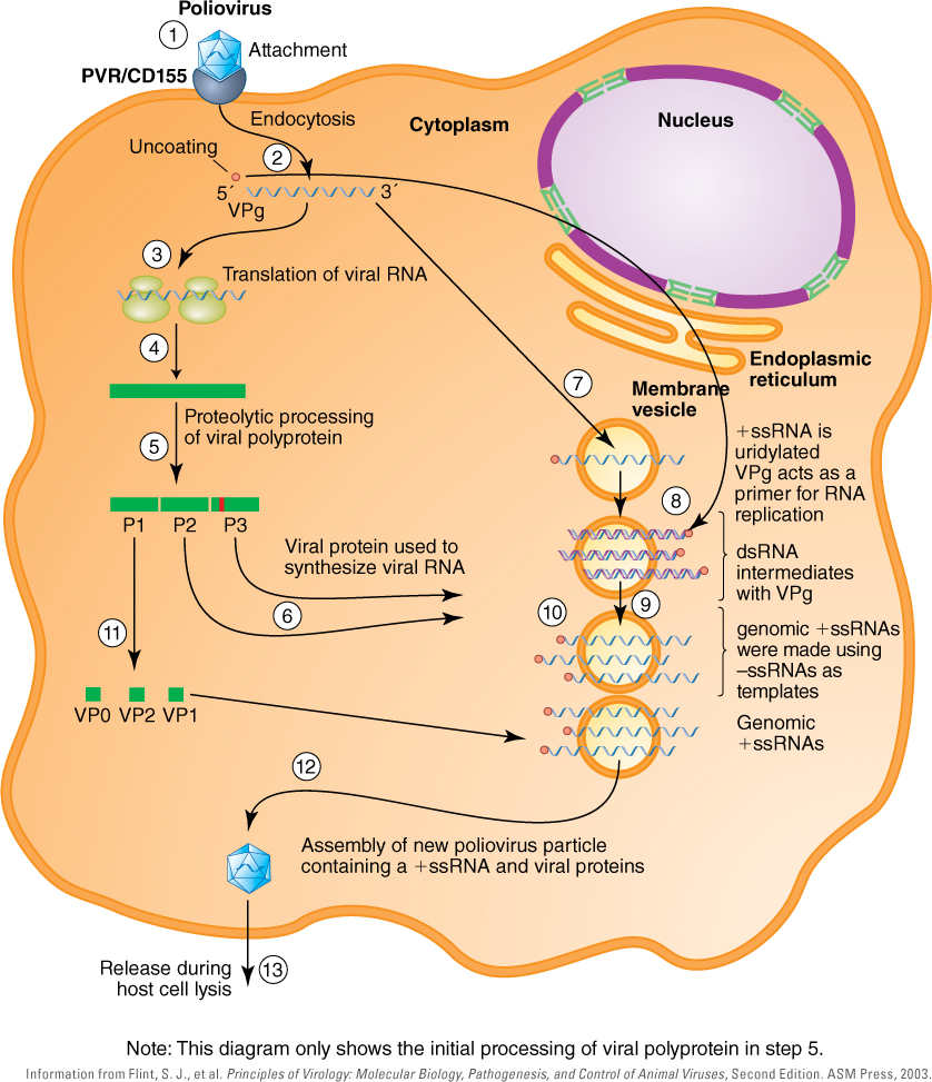 Poliovirus And Other Enteroviruses | Basicmedical Key