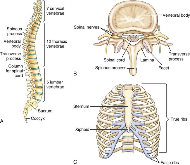 Musculoskeletal System | Basicmedical Key