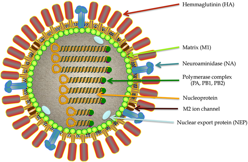 Influenza Virus Infections: Clinical Update, Molecular Biology, And ...