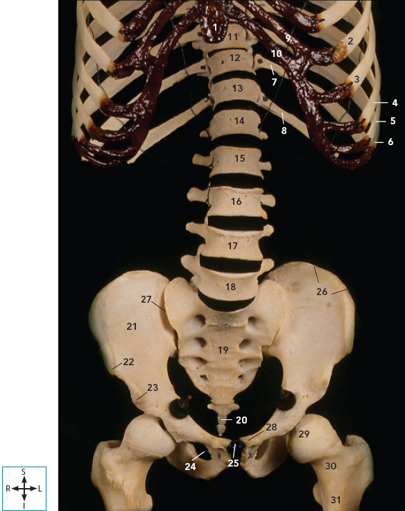 V ABDOMEN AND PELVIS | Basicmedical Key