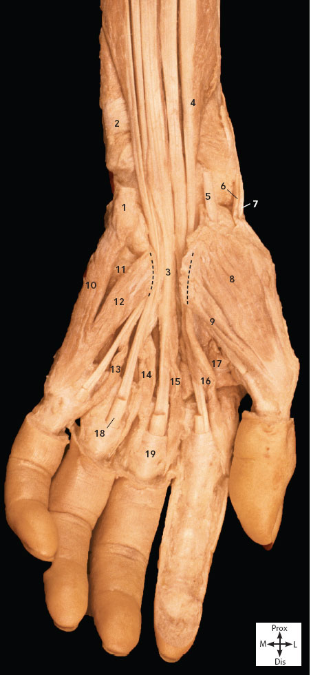 III UPPER LIMB | Basicmedical Key