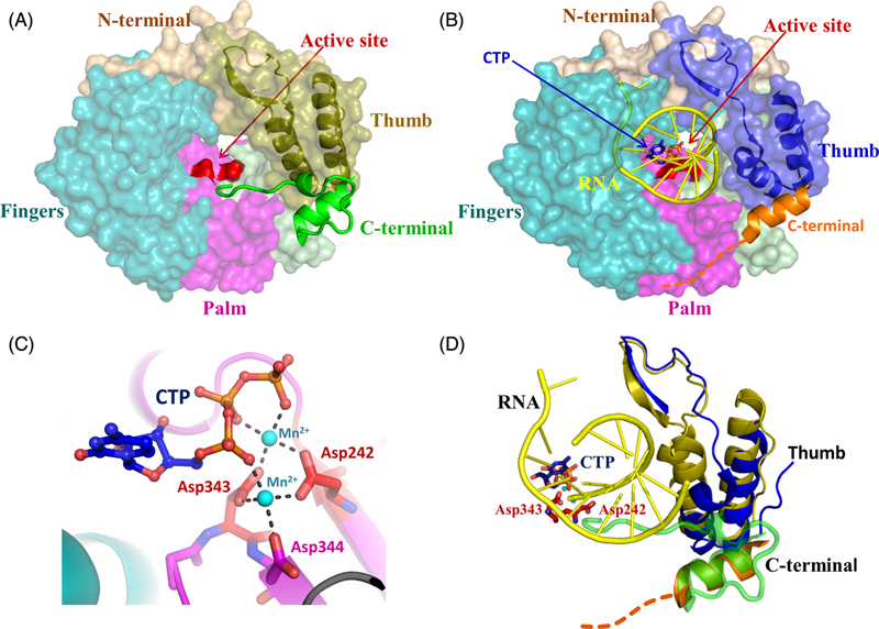 Molecular Epidemiology And Evolution Of Noroviruses | Basicmedical Key