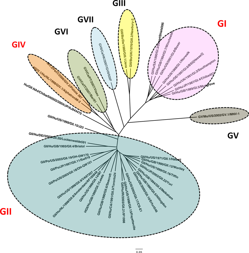 Molecular Epidemiology And Evolution Of Noroviruses | Basicmedical Key