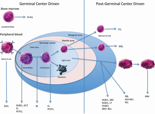 Cutaneous B-Cell Immunobiology | Basicmedical Key