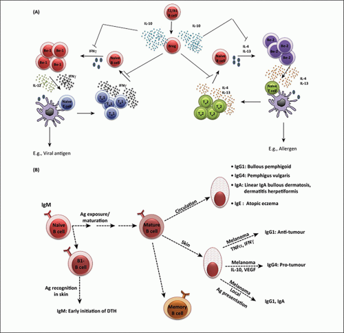 Cutaneous B-Cell Immunobiology | Basicmedical Key