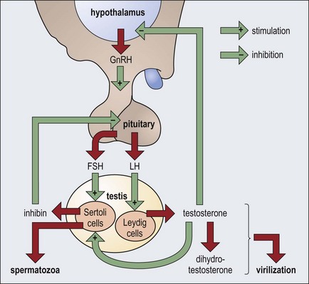 The Hypothalamus And The Pituitary Gland | Basicmedical Key